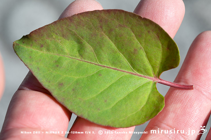 ファロピアの葉のサイズ感　葉山町一色・三ヶ下　2025/11/27