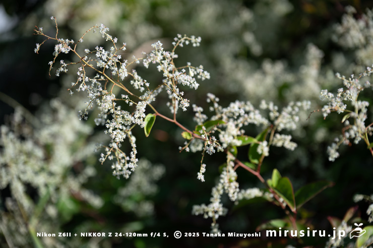 ファロピアの満開（ピーク過ぎ）の花序　葉山町一色・三ヶ下　2025/11/27