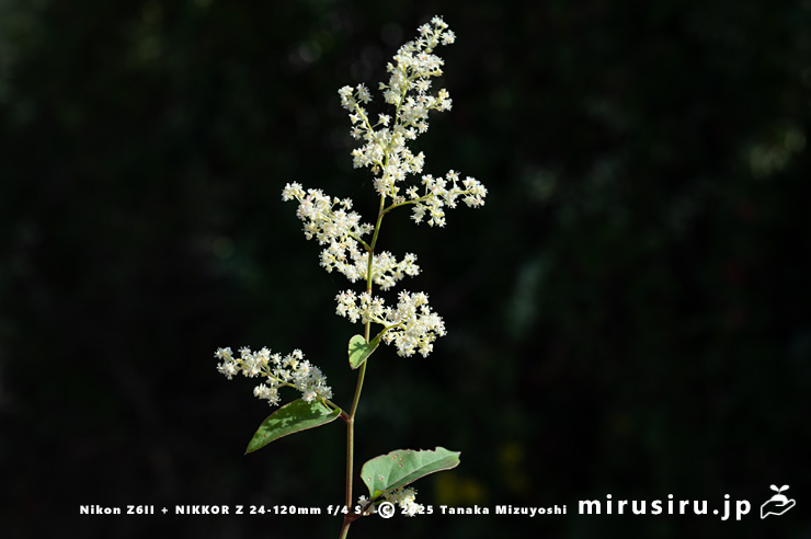 ファロピアの満開の花序　葉山町一色・三ヶ下　2025/11/27
