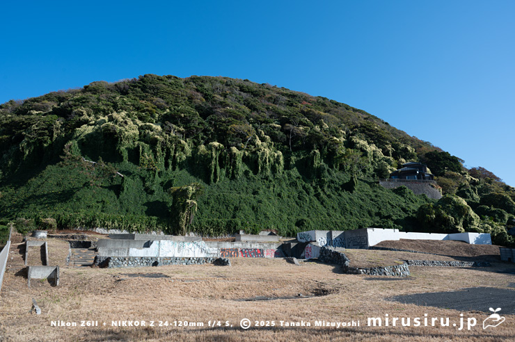 丘陵地に逸出した開花中のファロピア　葉山町一色・はやま三ヶ岡山緑地　2025/11/27