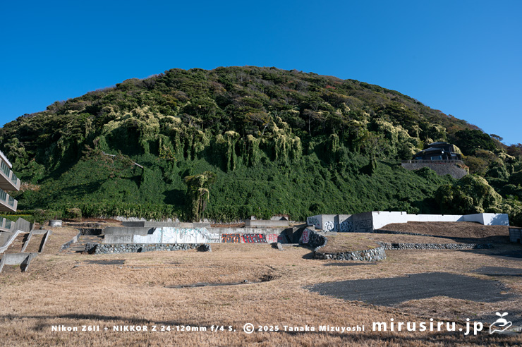 丘陵地に逸出した開花中のファロピア　葉山町一色・はやま三ヶ岡山緑地　2025/11/27