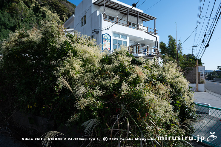 満開（ややピーク過ぎ）のファロピア　葉山町一色・三ヶ下・TRATTORIA PIZZERIA 207 葉山本店　2025/11/27