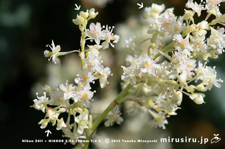 ファロピアの蕾（白色矢印）　葉山町一色・三ヶ下　2025/11/27