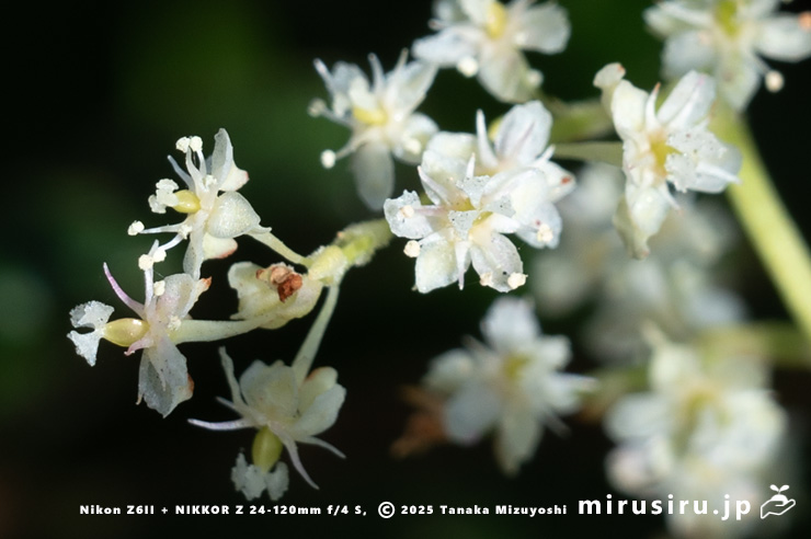 ファロピアの花　葉山町一色・三ヶ下　2025/11/27