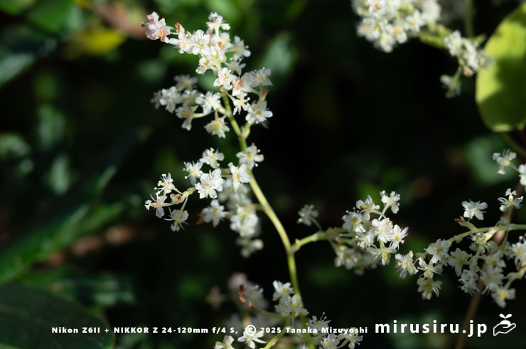 ファロピアの満開の花序　葉山町一色・三ヶ下　2025/11/27