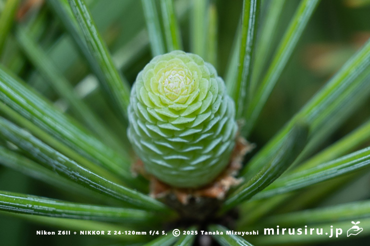ヒマラヤスギ（ヒマラヤシーダ）の雌花　伊勢原市　2025/11/27