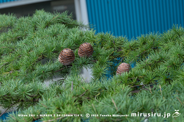 実が熟したヒマラヤスギ（ヒマラヤシーダ）　伊勢原市　2025/11/27