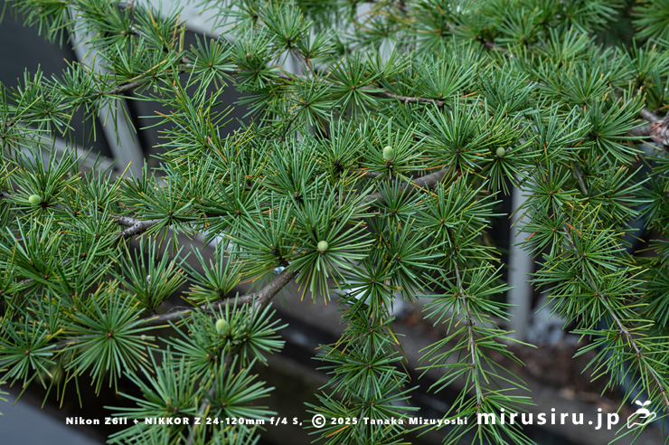 雌花が開花中のヒマラヤスギ（ヒマラヤシーダ）の雌株　伊勢原市　2025/11/27