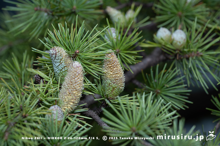 短い雄花が開花中のヒマラヤスギ（ヒマラヤシーダ）の雄株　伊勢原市　2025/11/27