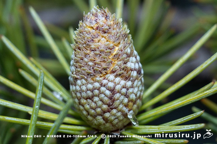ヒマラヤスギ（ヒマラヤシーダ）の咲き始めた短い雄花　伊勢原市　2025/11/27