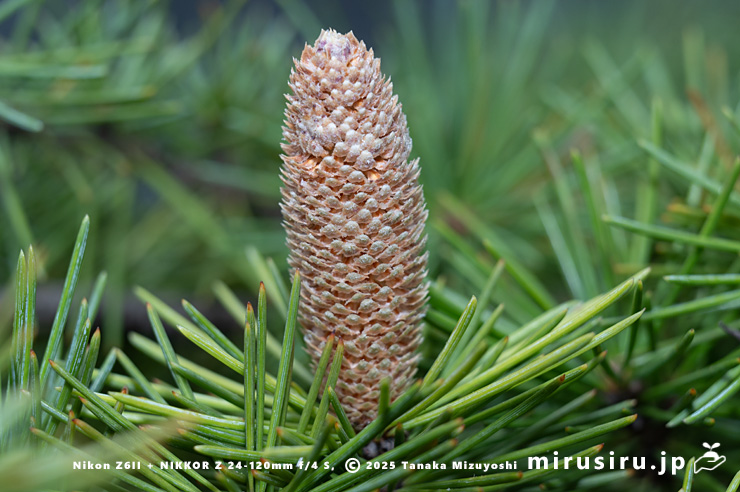 ヒマラヤスギ（ヒマラヤシーダ）の雄花　伊勢原市　2025/11/27