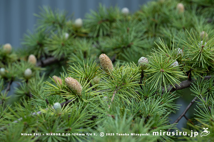 短い雄花が開花中のヒマラヤスギ（ヒマラヤシーダ）の雄株　伊勢原市　2025/11/27