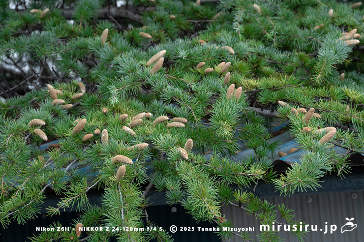 花期終盤で雄花が倒れて脱落し始めたヒマラヤスギ（ヒマラヤシーダ）の雄株　伊勢原市　2025/11/27