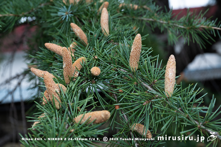 花期終盤で雄花が倒れて脱落し始めたヒマラヤスギ（ヒマラヤシーダ）の雄株　伊勢原市　2025/11/27
