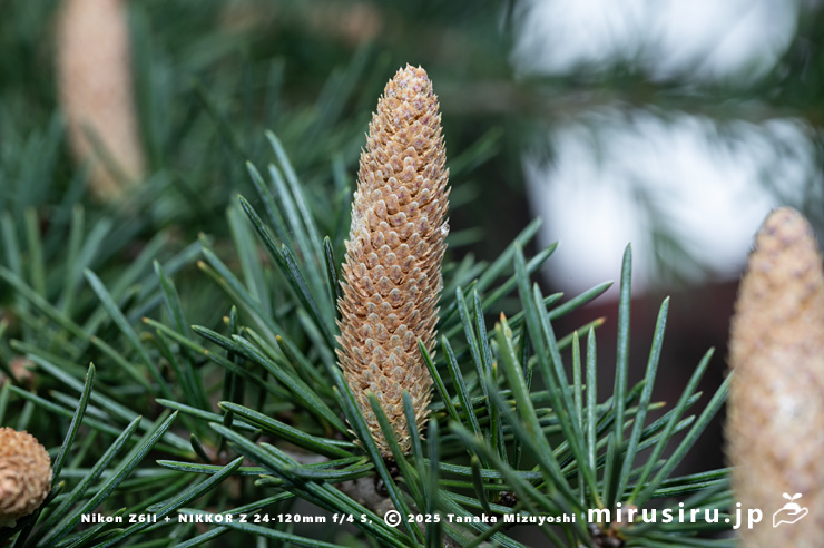 ヒマラヤスギ（ヒマラヤシーダ）の雄花　伊勢原市　2025/11/27
