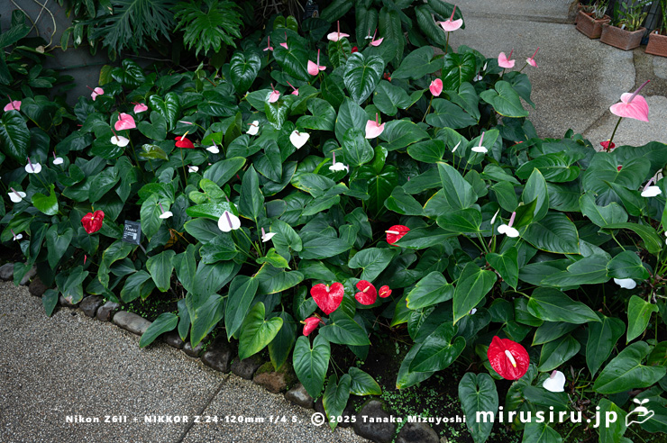 開花中のアンスリウム　相模原市南区・相模原公園　2025/11/29