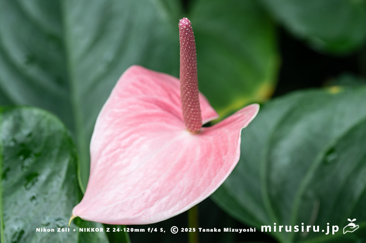 アンスリウムの花　相模原市南区・相模原公園　2025/11/29