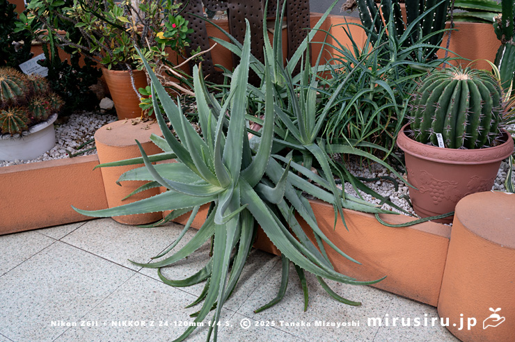 斑が抜けた斑入りアロエベラ　相模原市南区・相模原公園　2025/11/29