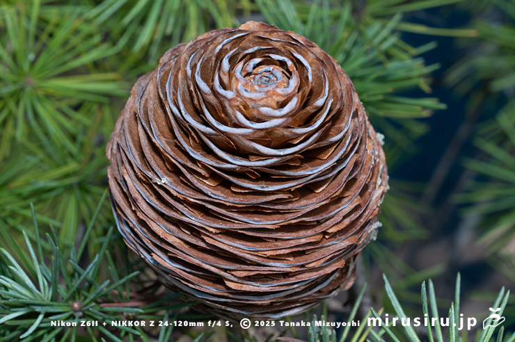 ヒマラヤスギ（ヒマラヤシーダ）の熟した実　伊勢原市　2025/12/01