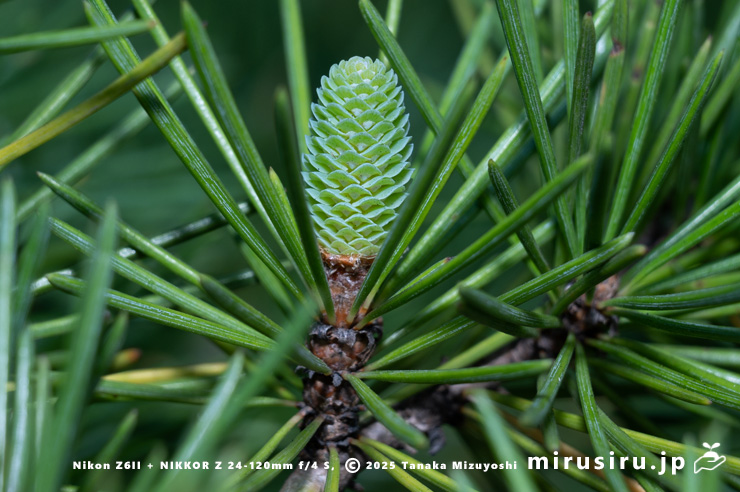 ヒマラヤスギ（ヒマラヤシーダ）の雌花　伊勢原市　2025/12/01