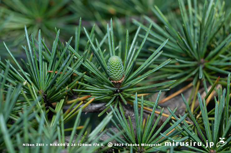 ヒマラヤスギ（ヒマラヤシーダ）の雌花　伊勢原市　2025/12/01