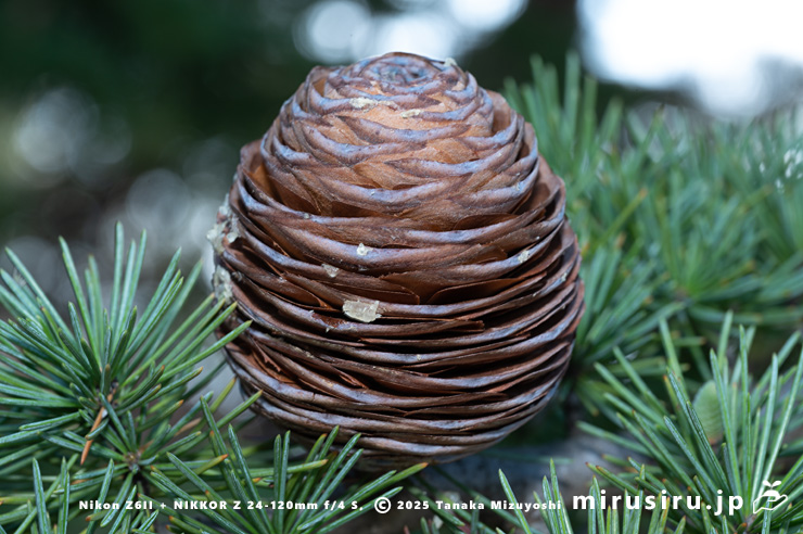 ヒマラヤスギ（ヒマラヤシーダ）の熟した実　伊勢原市　2025/12/01