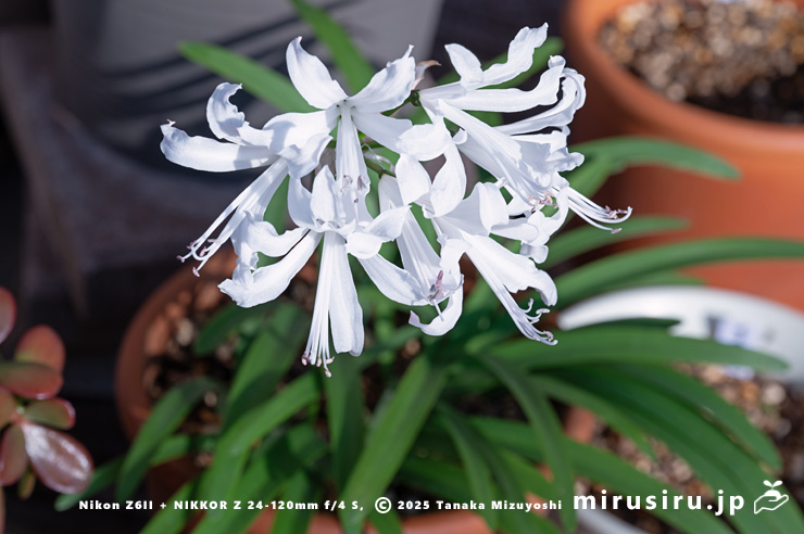 開花中のネリネ（ダイヤモンドリリー）　茅ヶ崎市浜之郷　2025/12/02