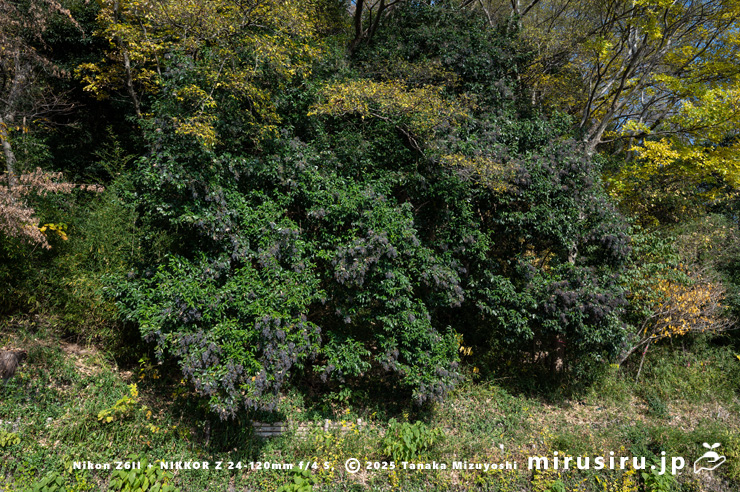 実がなったトウネズミモチ　大磯町生涯学習館　2025/12/02