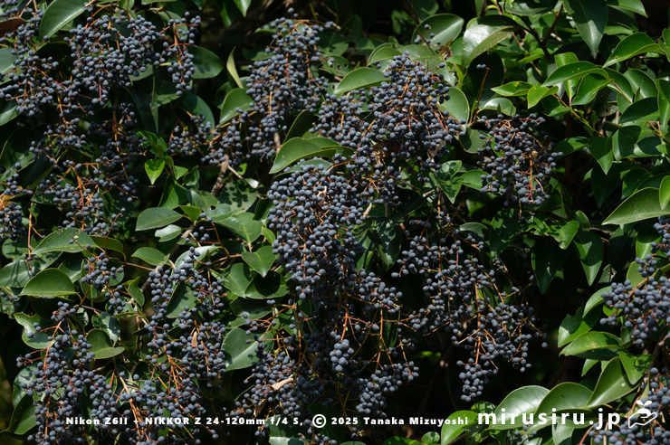 トウネズミモチの実　大磯町生涯学習館　2025/12/02