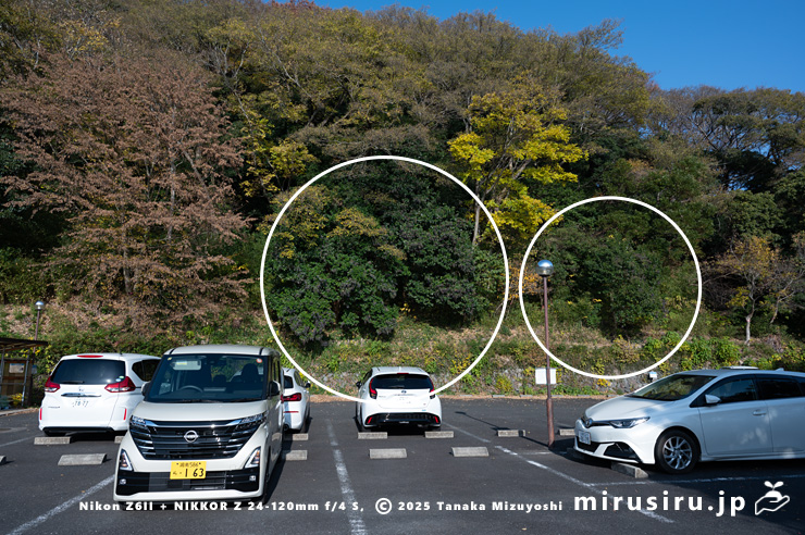 林縁に生えたトウネズミモチ（白丸内）　大磯町生涯学習館　2025/12/02