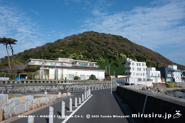 丘陵地に逸出した開花中のファロピア　葉山町一色・はやま三ヶ岡山緑地　2025/12/02