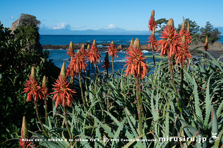 開花中のキダチアロエ　横須賀市・立石公園　2025/12/04