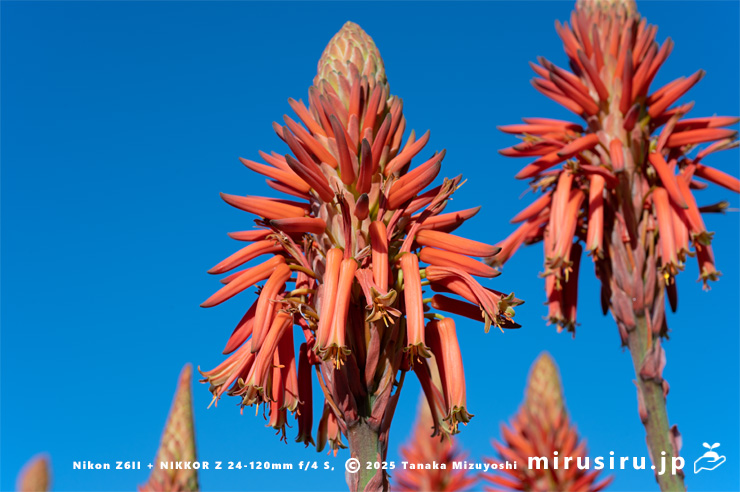 キダチアロエの花　横須賀市・立石公園　2025/12/04