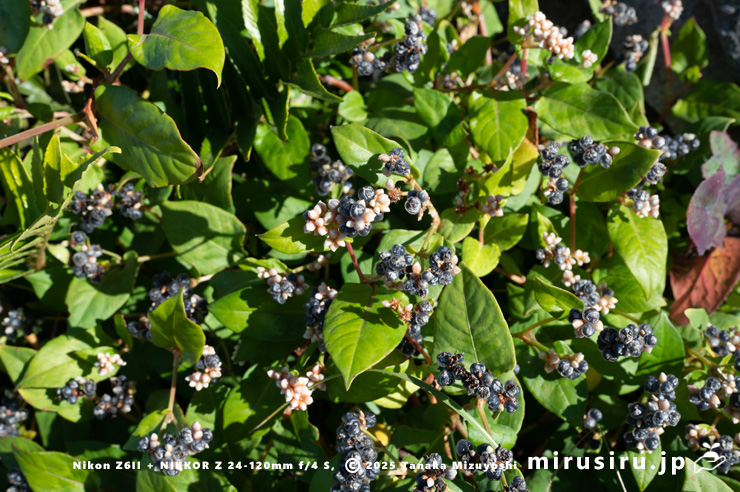 実がなったツルソバ　横須賀市・秋谷海岸　2025/12/04