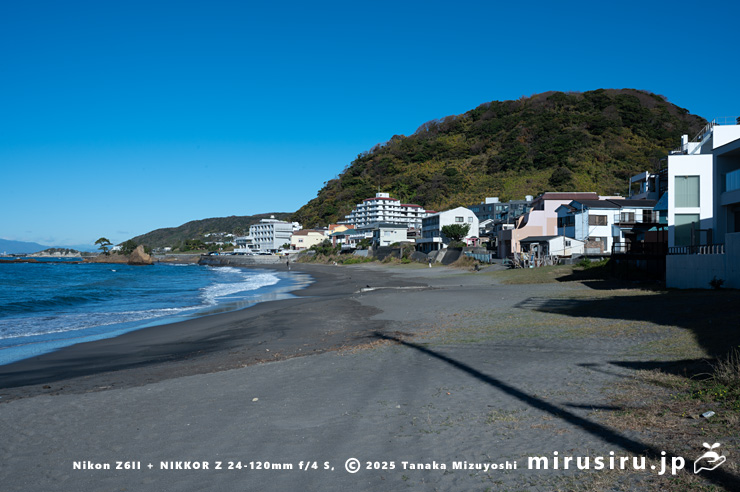 コウボウシバが生える砂浜 横須賀市・秋谷海岸 2025/12/04