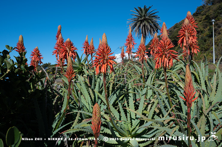 開花中のキダチアロエ　横須賀市・立石公園　2025/12/04