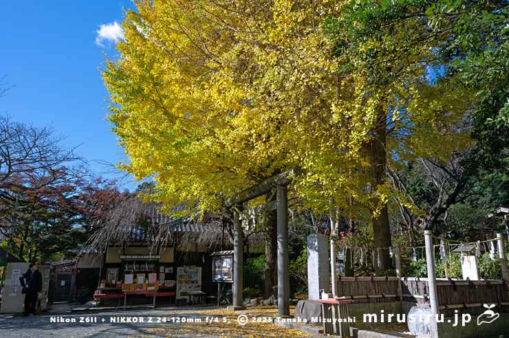 イチョウの黄葉　鎌倉市・葛原岡神社　2025/12/04