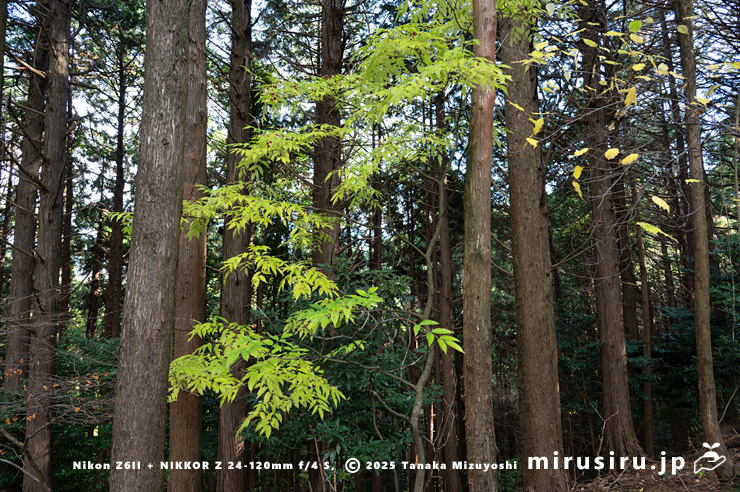 ゴンズイの黄葉　南足柄市・大雄山最乗寺奥の院～明神ヶ岳　2025/12/05