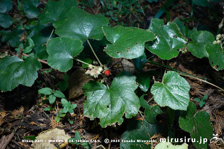 実が熟し始めたフユイチゴ　小田原市・早川石丁場群付近　2025/12/05