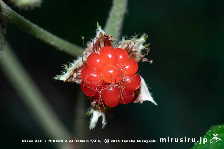 フユイチゴの熟した実　小田原市・早川石丁場群付近　2025/12/05