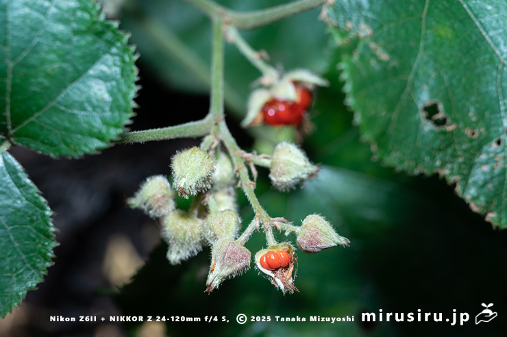 フユイチゴの（萼片を人為的に取り除いた）未熟な実　小田原市・早川石丁場群付近　2025/12/05