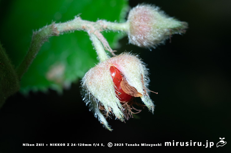 フユイチゴの熟し始めた実　小田原市・早川石丁場群付近　2025/12/05