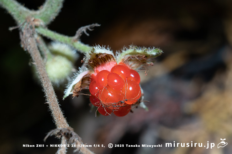フユイチゴの熟した実　小田原市・早川石丁場群付近　2025/12/05