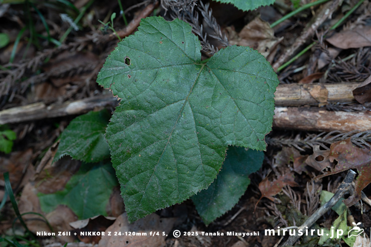 ミヤマフユイチゴの葉　東京都八王子市・裏高尾・日影林道　2025/12/08