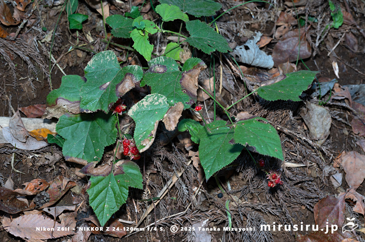 実が熟したミヤマフユイチゴ　東京都八王子市・裏高尾・日影林道　2025/12/08