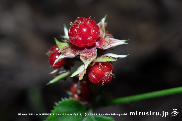 ミヤマフユイチゴの熟した実　東京都八王子市・裏高尾・日影林道　2025/12/08