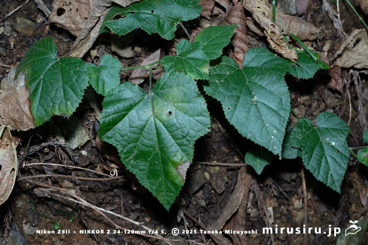ミヤマフユイチゴの葉　東京都八王子市・裏高尾・日影林道　2025/12/08