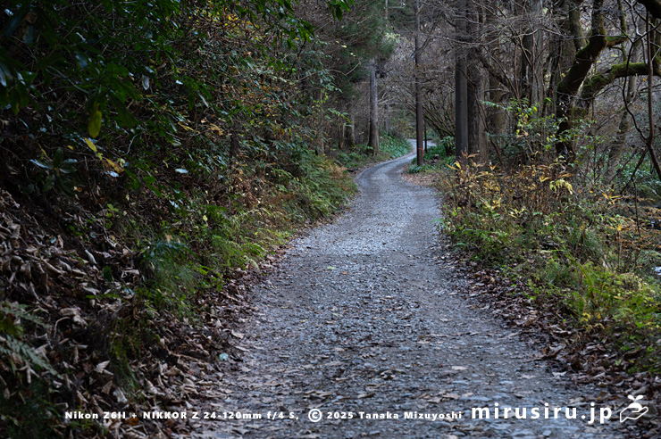 ミヤマフユイチゴが生える日当たりの悪い林道　東京都八王子市・裏高尾・日影林道　2025/12/08
