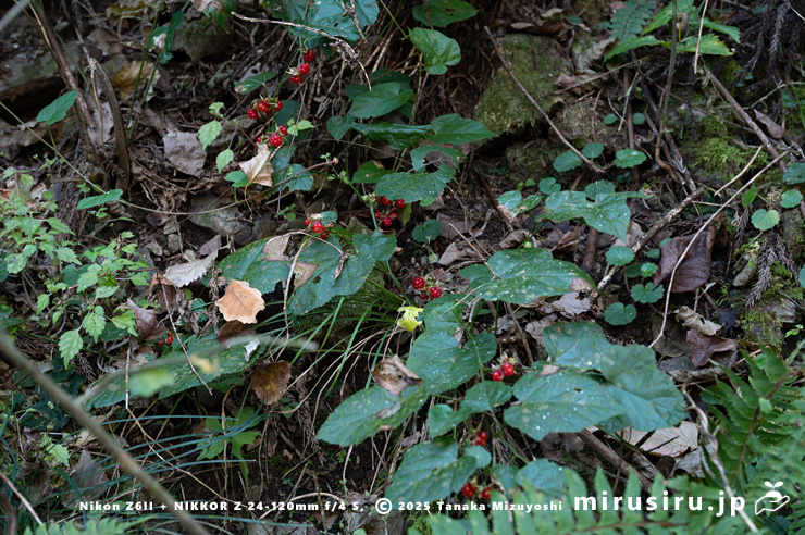 林道沿いの緩斜面に生えた実が熟したミヤマフユイチゴ　東京都八王子市・裏高尾・日影林道　2025/12/08