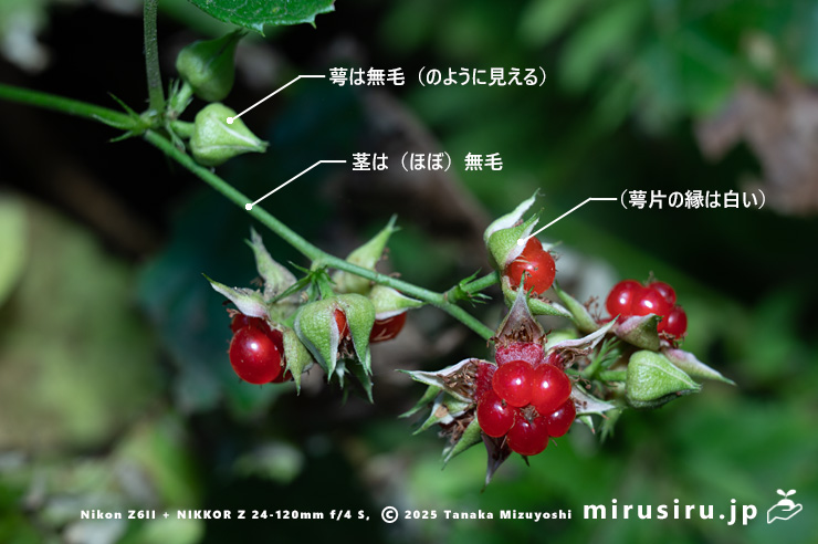 ミヤマフユイチゴの実の特徴　東京都八王子市・裏高尾・日影林道　2025/12/08